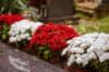 Kapų gėlės – kokias rinktis ir kaip derinti? Pataria floristas