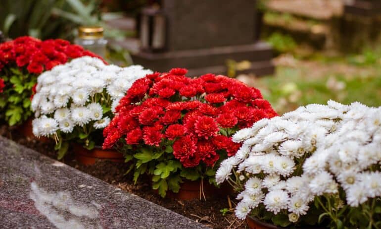 Kapų gėlės – kokias rinktis ir kaip derinti? Pataria floristas