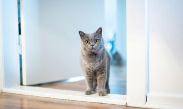 Katiniškam pirmadieniui: ko mūsų nori paklausti katės