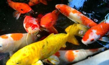 KOI karpiai – jų auginimo tvenkiniuose ABC