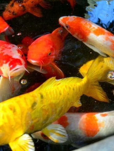 KOI karpiai – jų auginimo tvenkiniuose ABC