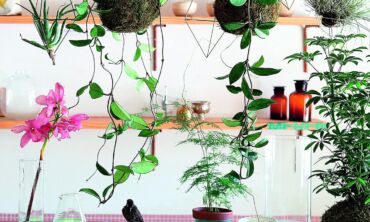 Kokedama: samanos vietoj vazono