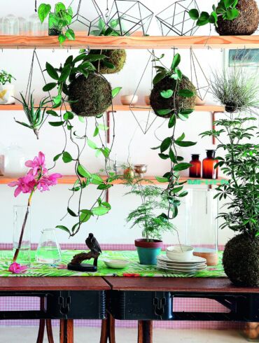 Kokedama: samanos vietoj vazono