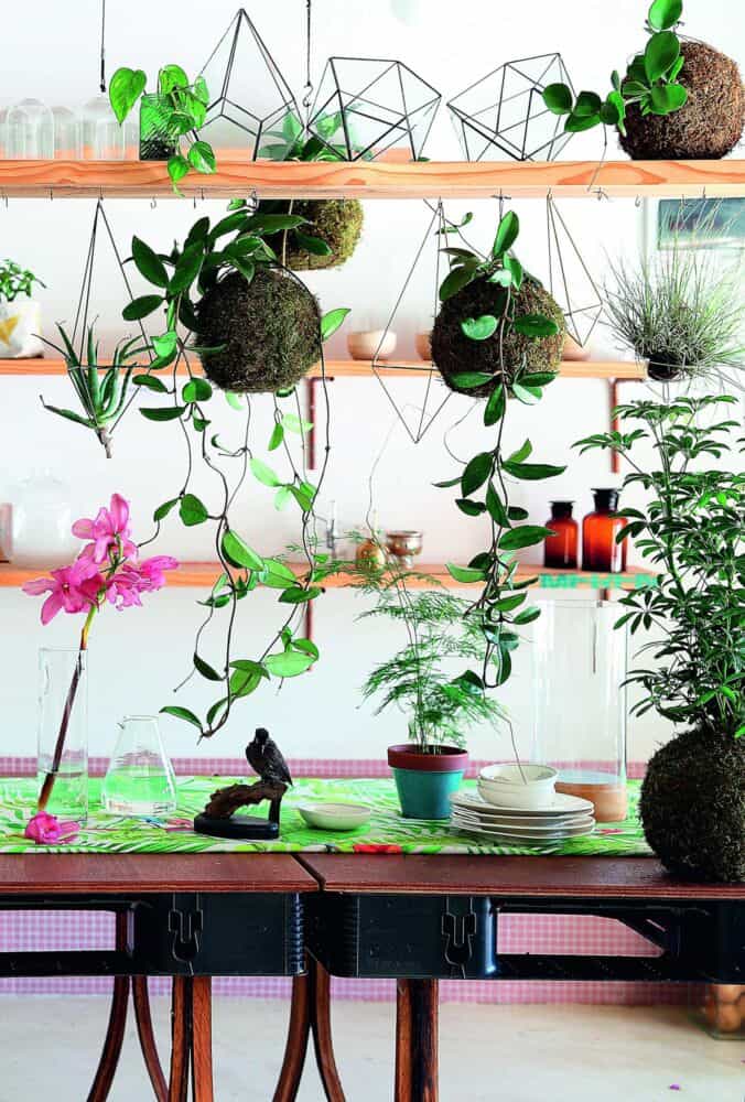 Kokedama: samanos vietoj vazono