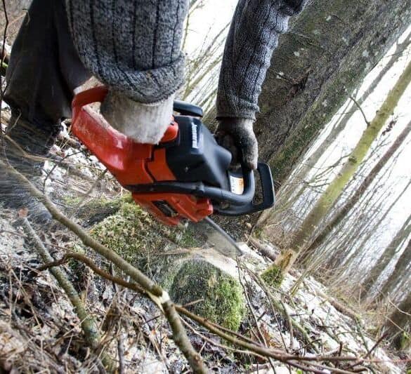 Kokio medžio negalėtumėte pjauti be leidimo