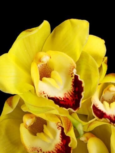 Kokios orchidėjos žydi tik vėsiuose kambariuose?