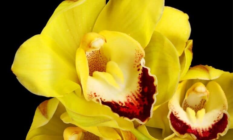 Kokios orchidėjos žydi tik vėsiuose kambariuose?