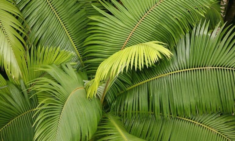 Kokiu būdu užsiauginti iš sėklelės palmę?