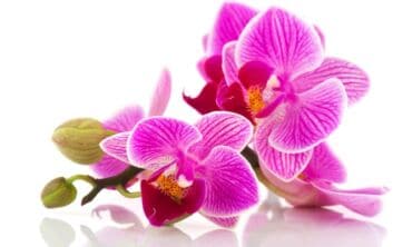 KONKURSAS: mano mylimiausia orchidėja