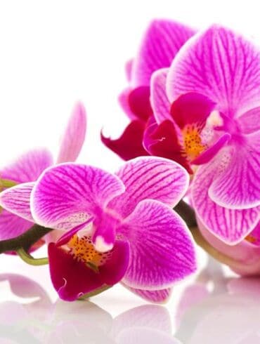 KONKURSAS: mano mylimiausia orchidėja