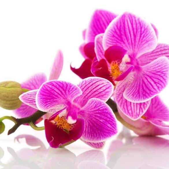 KONKURSAS: mano mylimiausia orchidėja