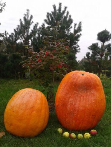 Konkurso Mano rudens derliaus gėrybės nugalėtojai