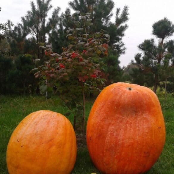Konkurso Mano rudens derliaus gėrybės nugalėtojai