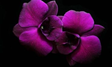 Kuo tręšti orchidėjas