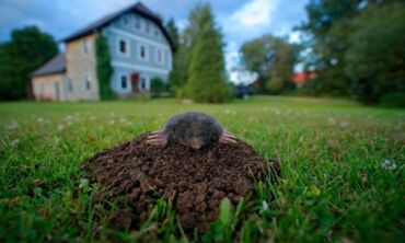 Kurmiai: kaip juos išprašyti iš savo kiemo?