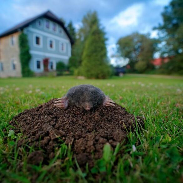 Kurmiai: kaip juos išprašyti iš savo kiemo?