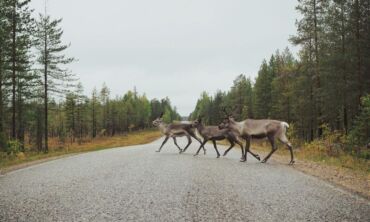 Laukiniai gyvūnai – ir vėl keliuose: gamtininkas S. Paltanavičius primena