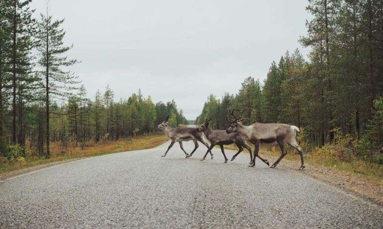 Laukiniai gyvūnai – ir vėl keliuose: gamtininkas S. Paltanavičius primena