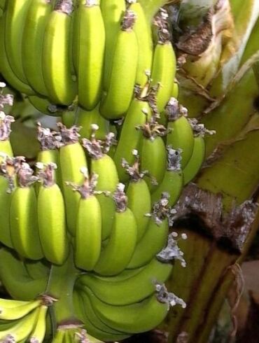 Lietuvoje įmanoma užsiauginti bananų