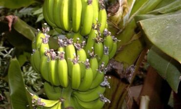 Lietuvoje tikrai galima užsiauginti bananų