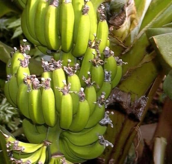 Lietuvoje tikrai galima užsiauginti bananų