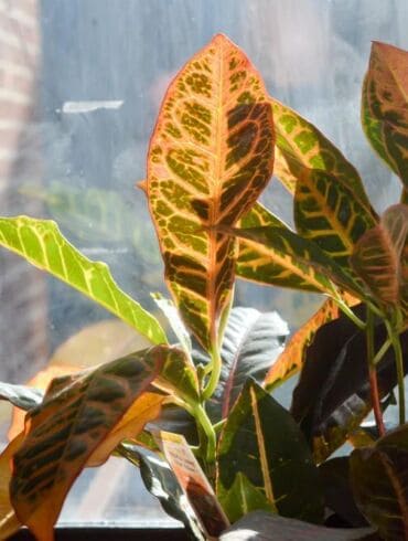 Margaspalvis krotonas: 5 svarbiausios auginimo ypatybės