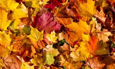 Margi rudens lapai – ne tik gražu