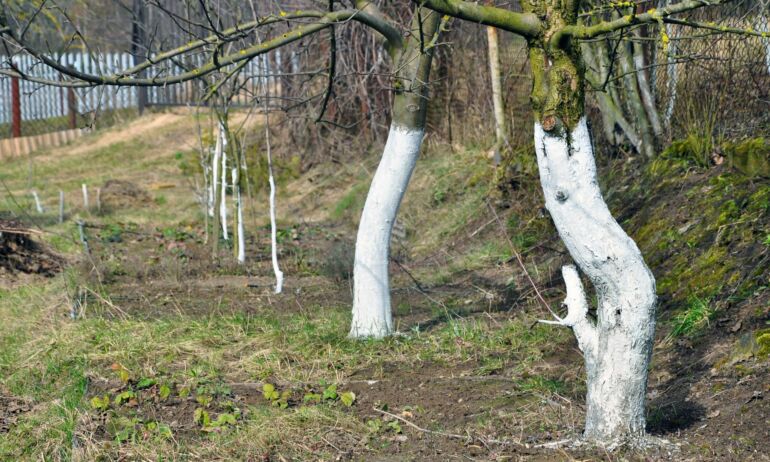 Medžių balinimas: ar šį darbą geriausia atlikti rudenį?