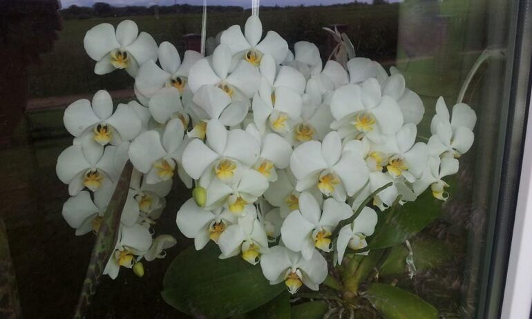 Moterį nudžiugino milžinišką žiedų skaičių sukrovusi orchidėja