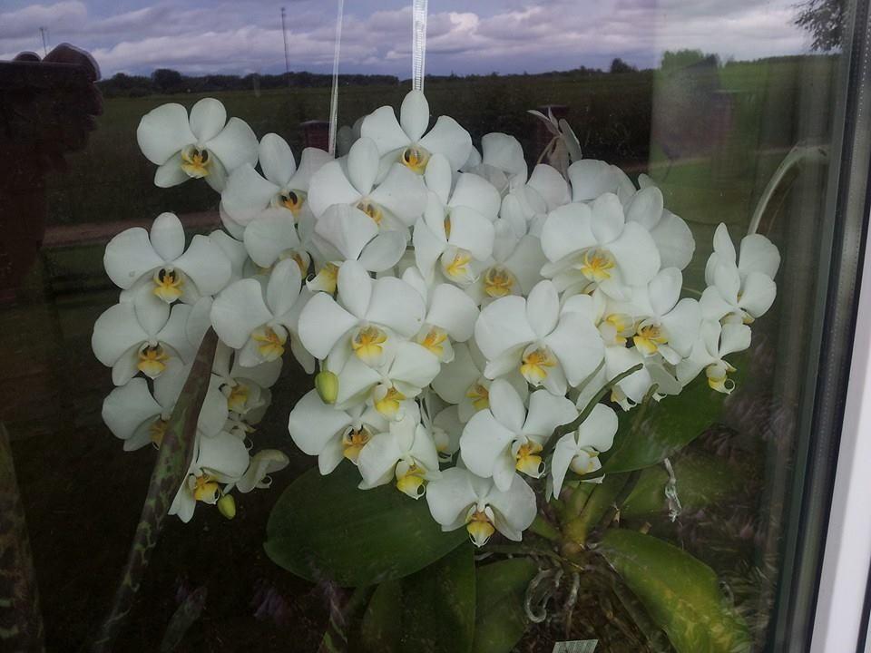 Moterį nudžiugino milžinišką žiedų skaičių sukrovusi orchidėja