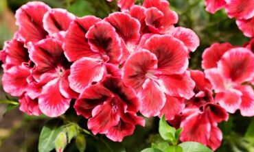 Mylimiausios močiučių gėlės pelargonijos – ne tik kambarinės gėlės