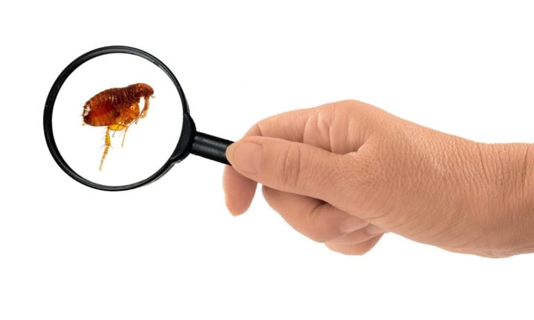 Namuose užsiveisė blusos: kaip jų atsikratyti?