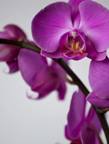 Naudinga informacija apie orchidėjas