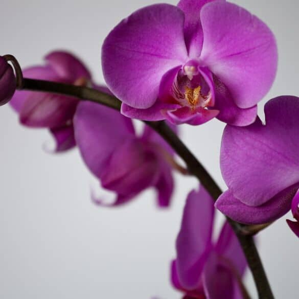 Naudinga informacija apie orchidėjas