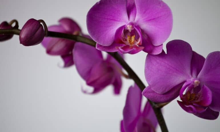 Naudinga informacija apie orchidėjas