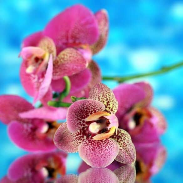 Netikėti faktai apie orchidėjas