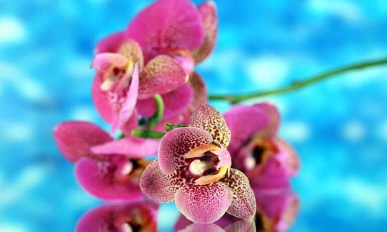 Netikėti faktai apie orchidėjas