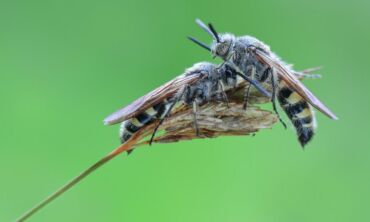 Nuo zvimbimo iki įkandimo: kaip apsisaugoti nuo vapsvų