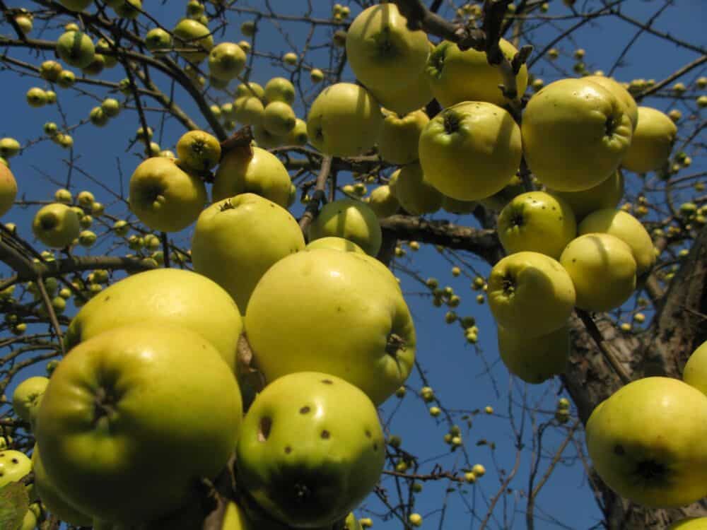 Obuoliai - vaistas ir padeda sulieknėti