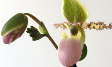 Orchidėja