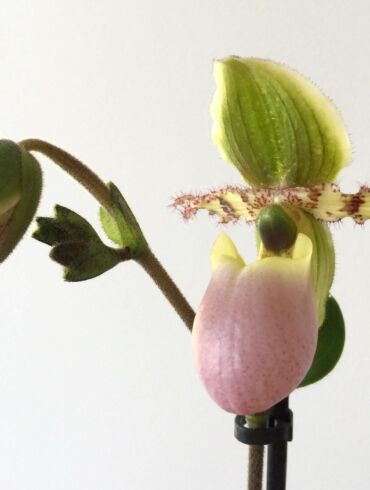 Orchidėja