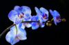 Orchidėjos interjere: kaip geriausia parinkti vietą