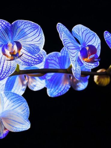 Orchidėjos interjere: kaip geriausia parinkti vietą
