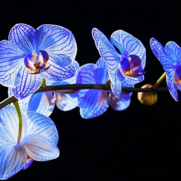 Orchidėjos interjere: kaip geriausia parinkti vietą