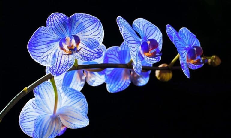 Orchidėjos interjere: kaip geriausia parinkti vietą