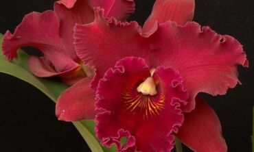 Orchidėjos mūsų namuose I