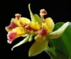 Orchidėjos mūsų namuose II