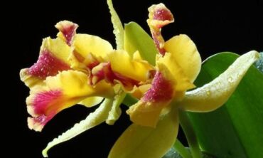Orchidėjos mūsų namuose II