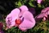 Orchidėjos pavasarį: aktyvus augimas ir didesnis vandens poreikis