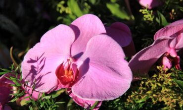 Orchidėjos pavasarį: aktyvus augimas ir didesnis vandens poreikis